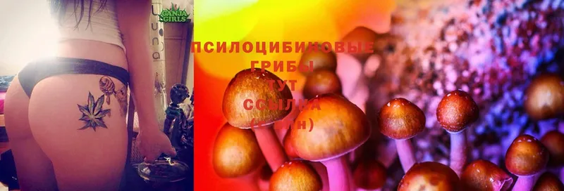 Псилоцибиновые грибы Magic Shrooms  продажа наркотиков  Козьмодемьянск 